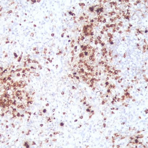 Myeloperoxidase(MPO) Antibody Reagent for Immunohistochemistry